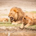 Explore the Lion Prides of the Serengeti with Our Safari Tours