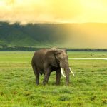 Tanzania Family Safari: A Once-in-a-Lifetime Adventure
