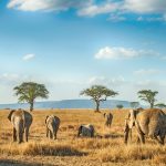 Explore the Beauty and Diversity of Tanzania with African DMC: Safaris and Tours After COVID-19